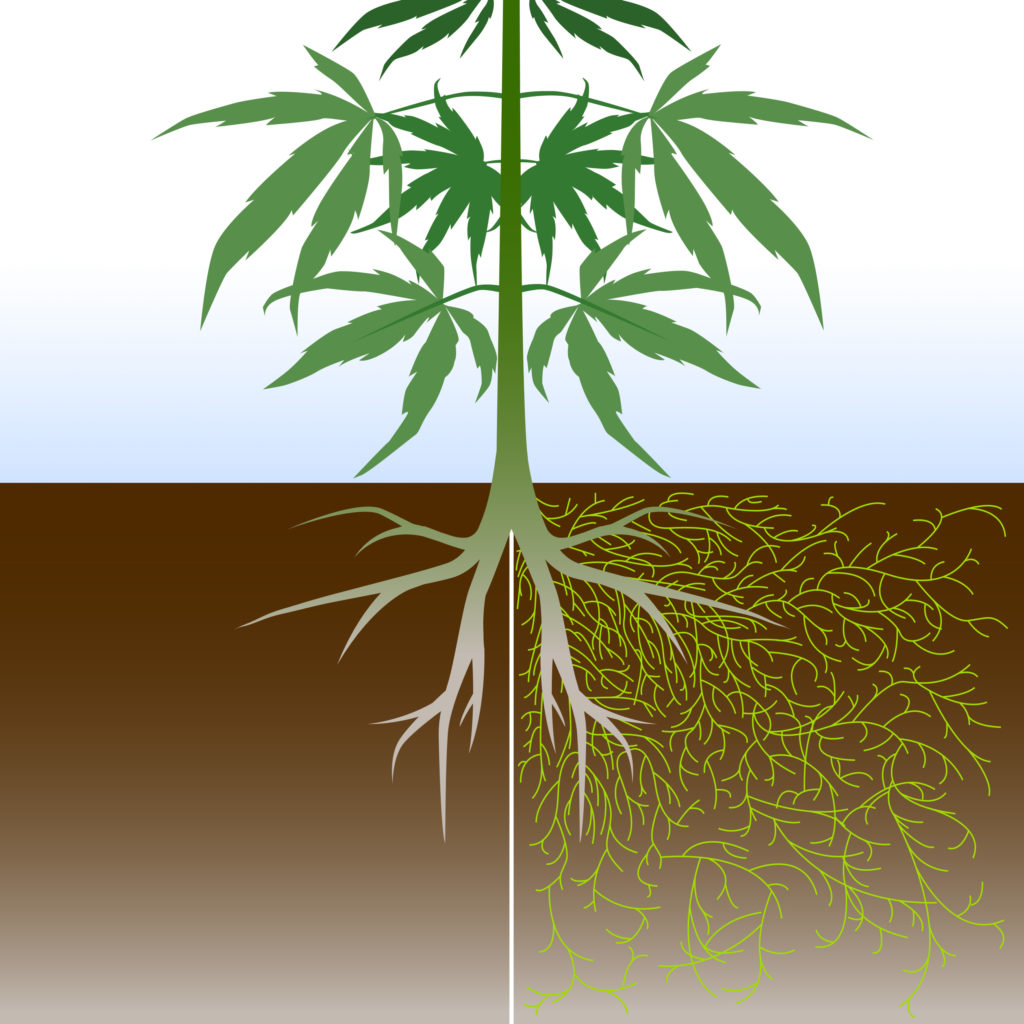 Mycorrhizae: These Fungi Can Benefit Your Cannabis Plants 