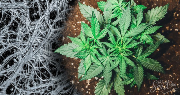 The Secret Relationship Between Mycorrhizae and Your Roots: How Fungi Can Help Your Cannabis Plants