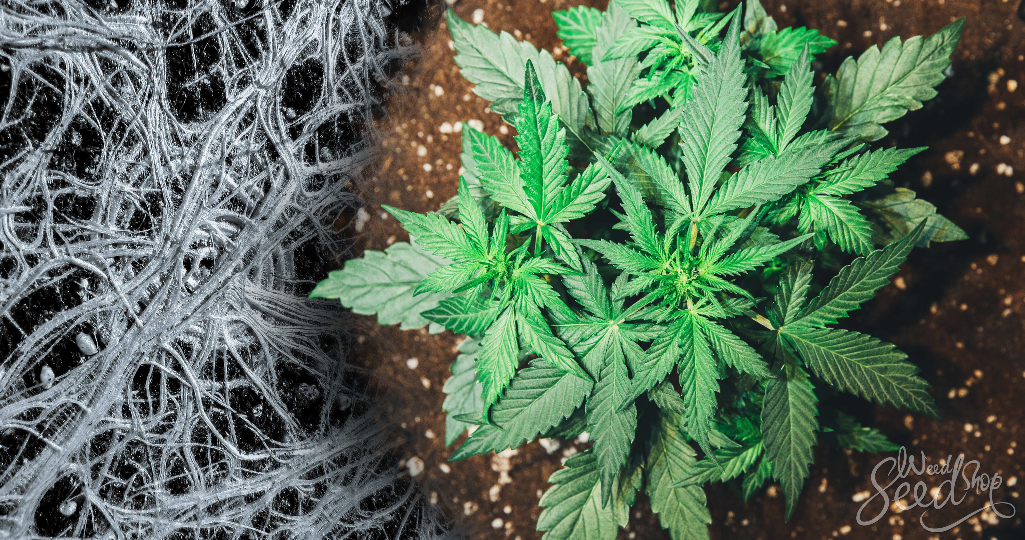 Mycorrhizae: These Fungi Can Benefit Your Cannabis Plants