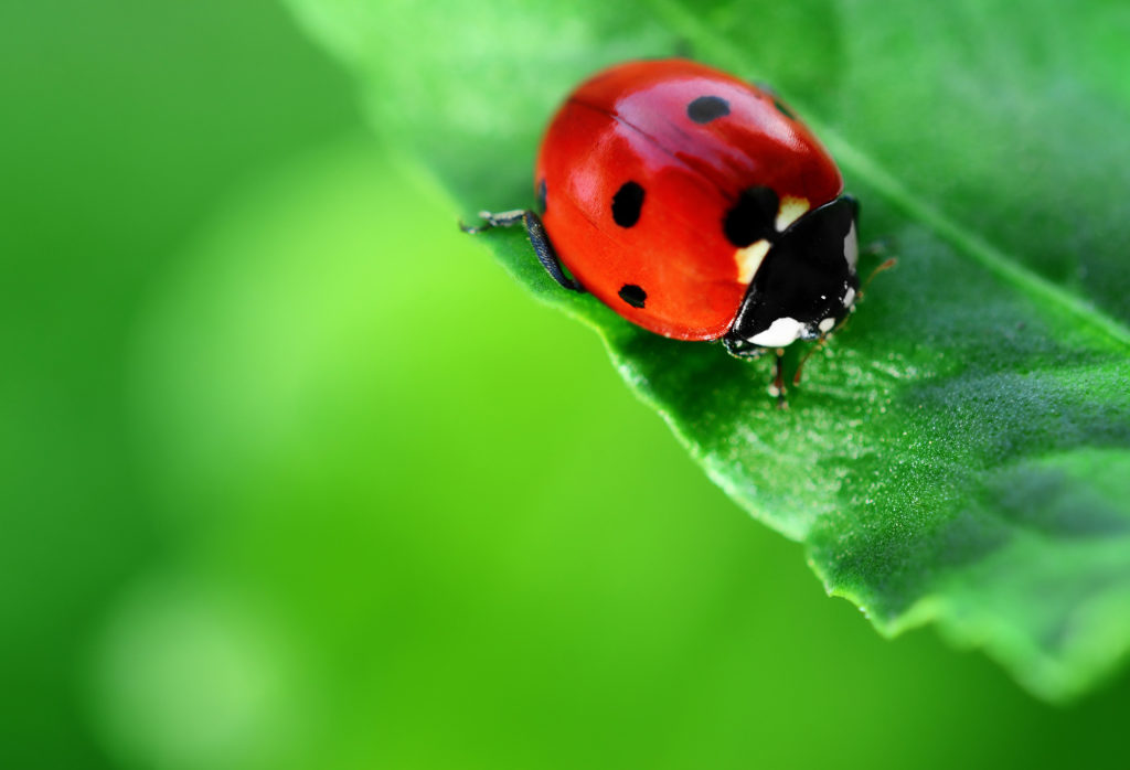 Het Kweken van Wiet: Waarom Je Pesticiden en Alternatieven Moet Vermijden - Weed Seed Shop Blog