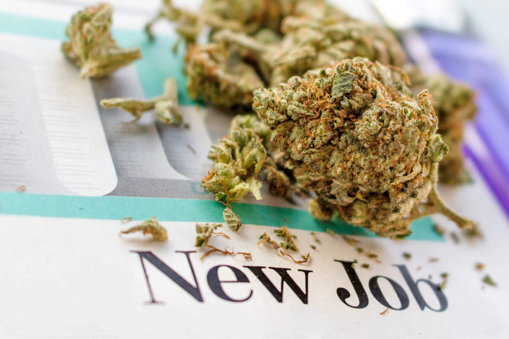 Los 8 mejores empleos sobre el cannabis - WeedSeedShop