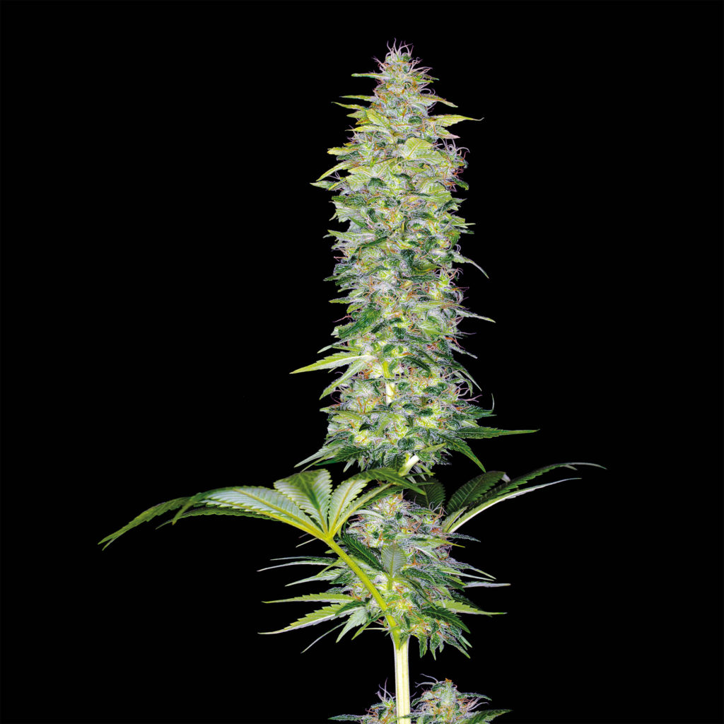 Which Cannabis Strains Produce the Biggest Buds?‏ -