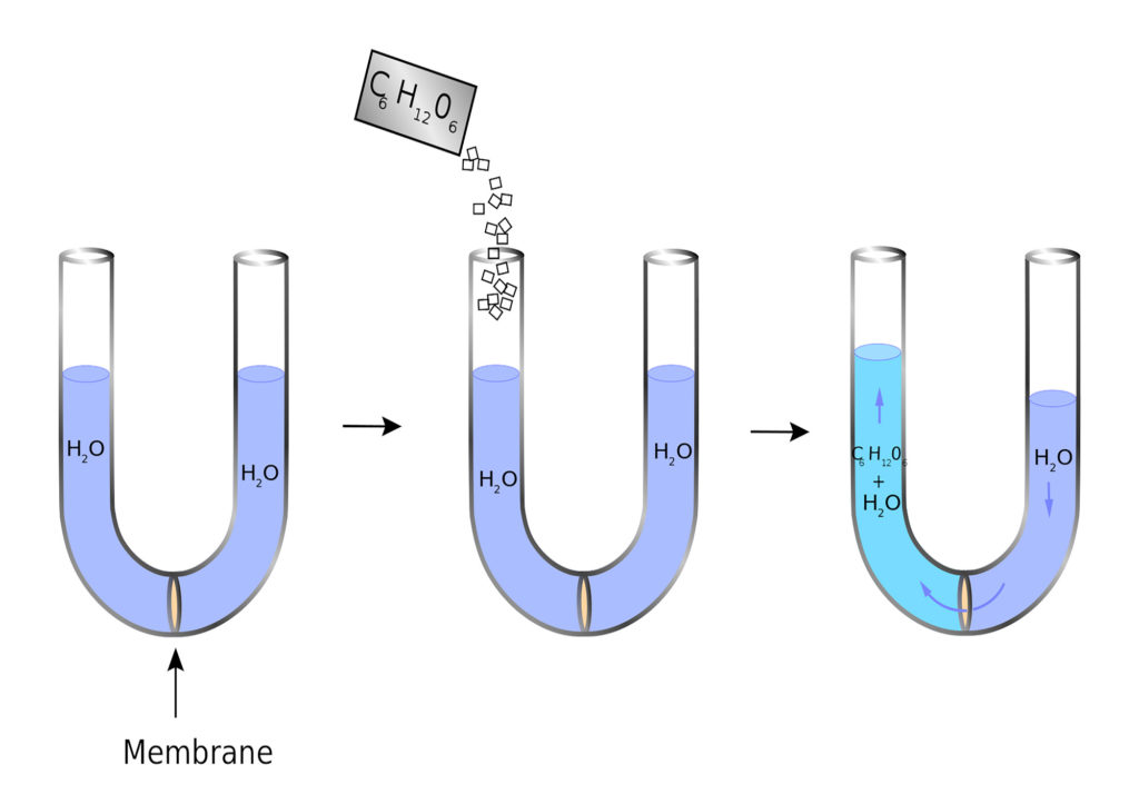 Het Osmose Effect in Wietplanten