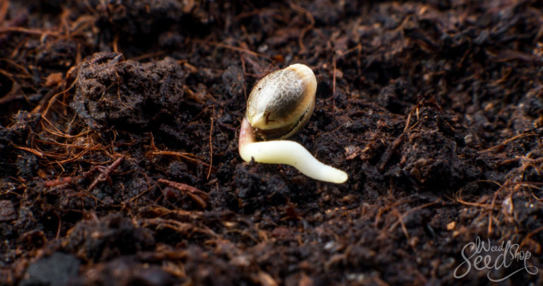 DIY Potting Mix for Marijuana Growers