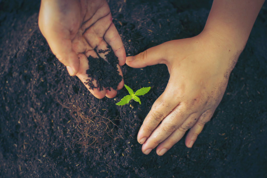 Mezcla orgánica para la planta de cannabis – WeedSeedShop 