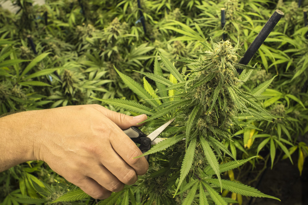 6 Tips For Pruning Your Cannabis Plants - WeedSeedShop 