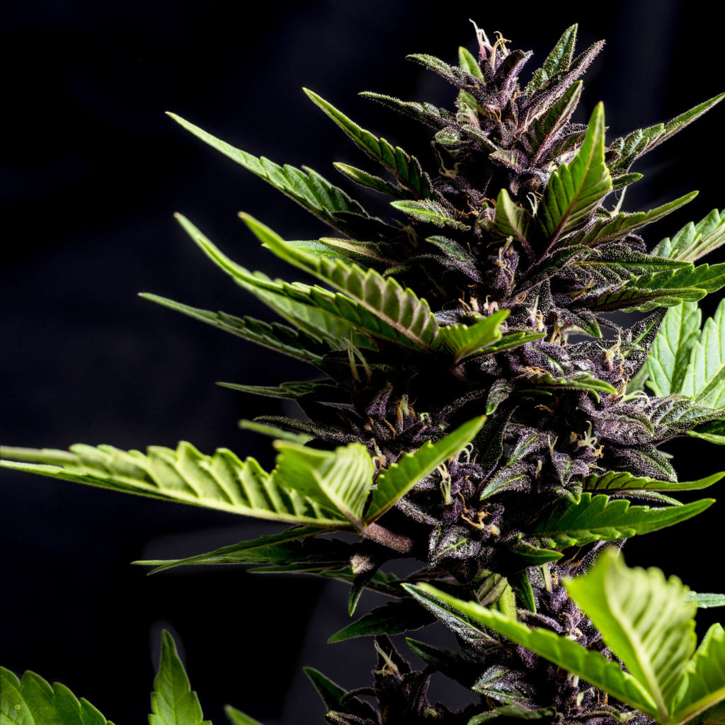 Why are some strains of marijuana purple? ‏ - Weed Seed Shop Blog