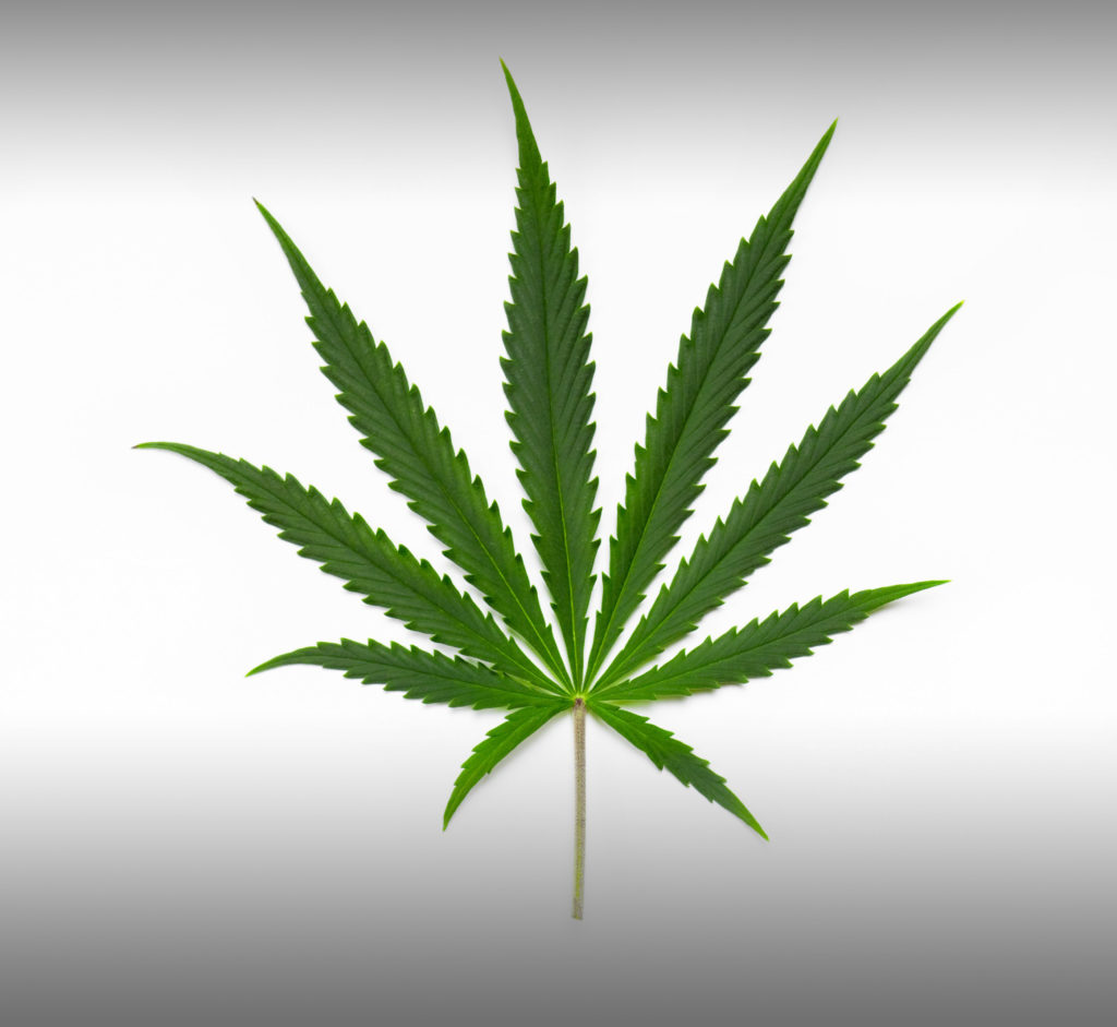 Was ist der Unterschied zwischen Indica, Sativa, und Hybride‏? - Weed Seed Shop Blog