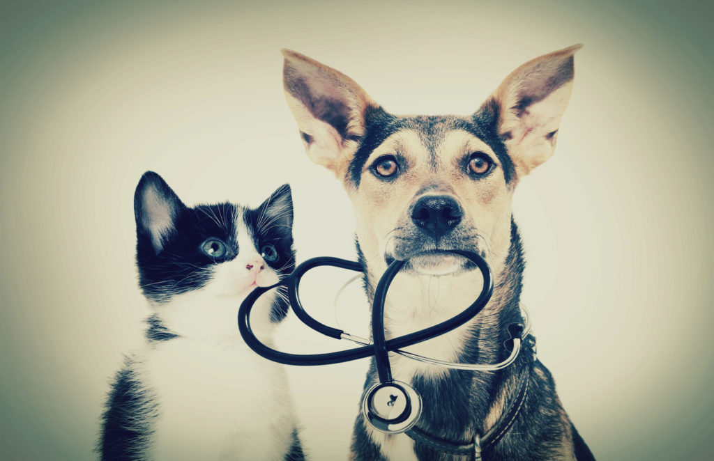 Le cannabis pour soulager les chats et les chiens - WeedSeedShop Blog 