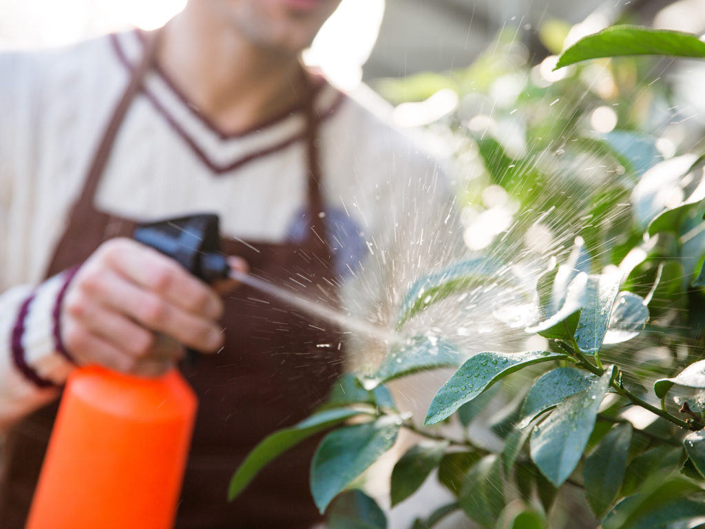 How To Make Compost Tea For Cannabis – WeedSeedShop