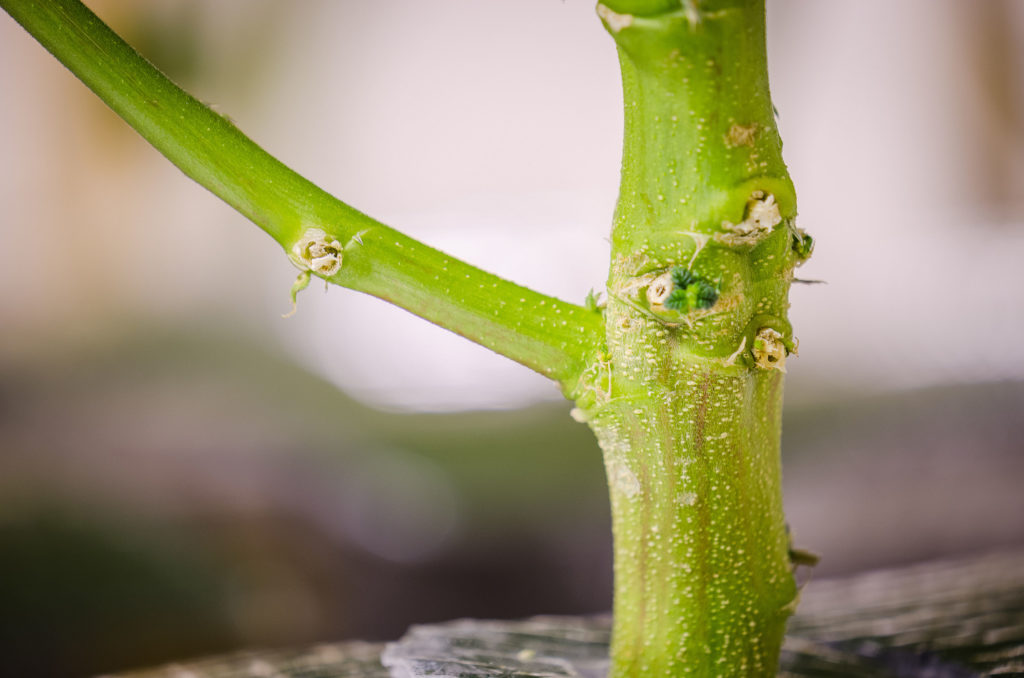 Comment sélectionner les plantes mâles - WeedSeedShop