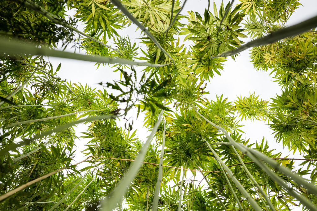 The Osmosis Effect in Marijuana Plants