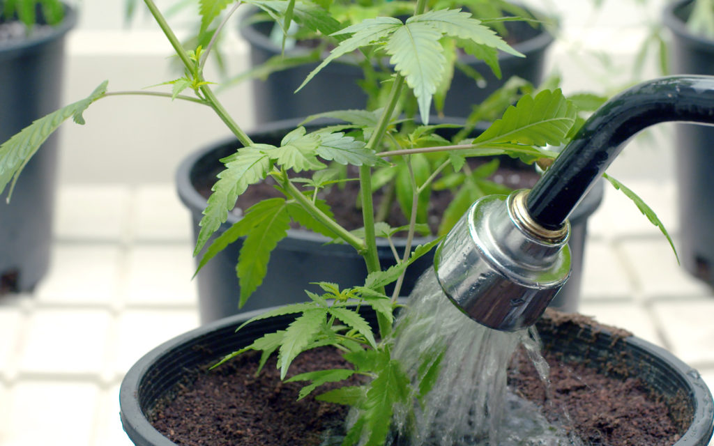 Watering a cannabis plant in pot.