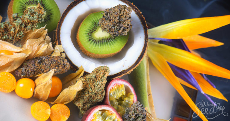 Wat Zijn Terpenen en Wat Doen Ze?