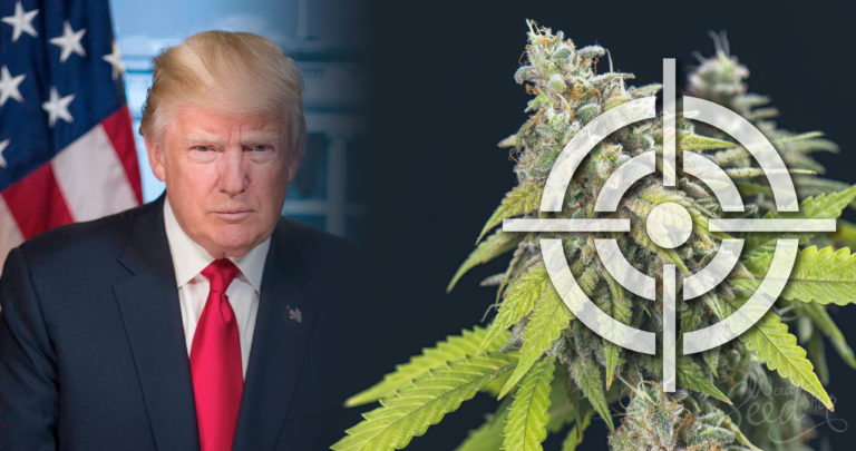 Quel avenir pour le cannabis sous Donald Trump ?