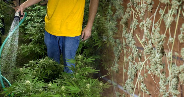 Why, When & How to Flush Cannabis Plants