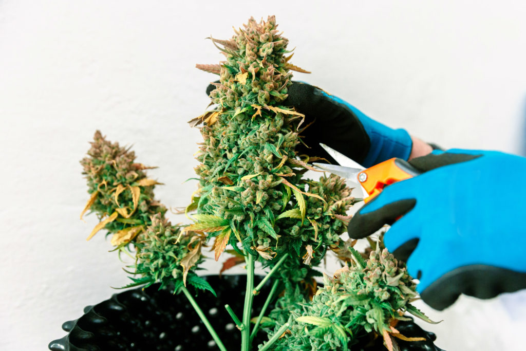 Why, When & How to Flush Cannabis Plants- WeedSeedShop