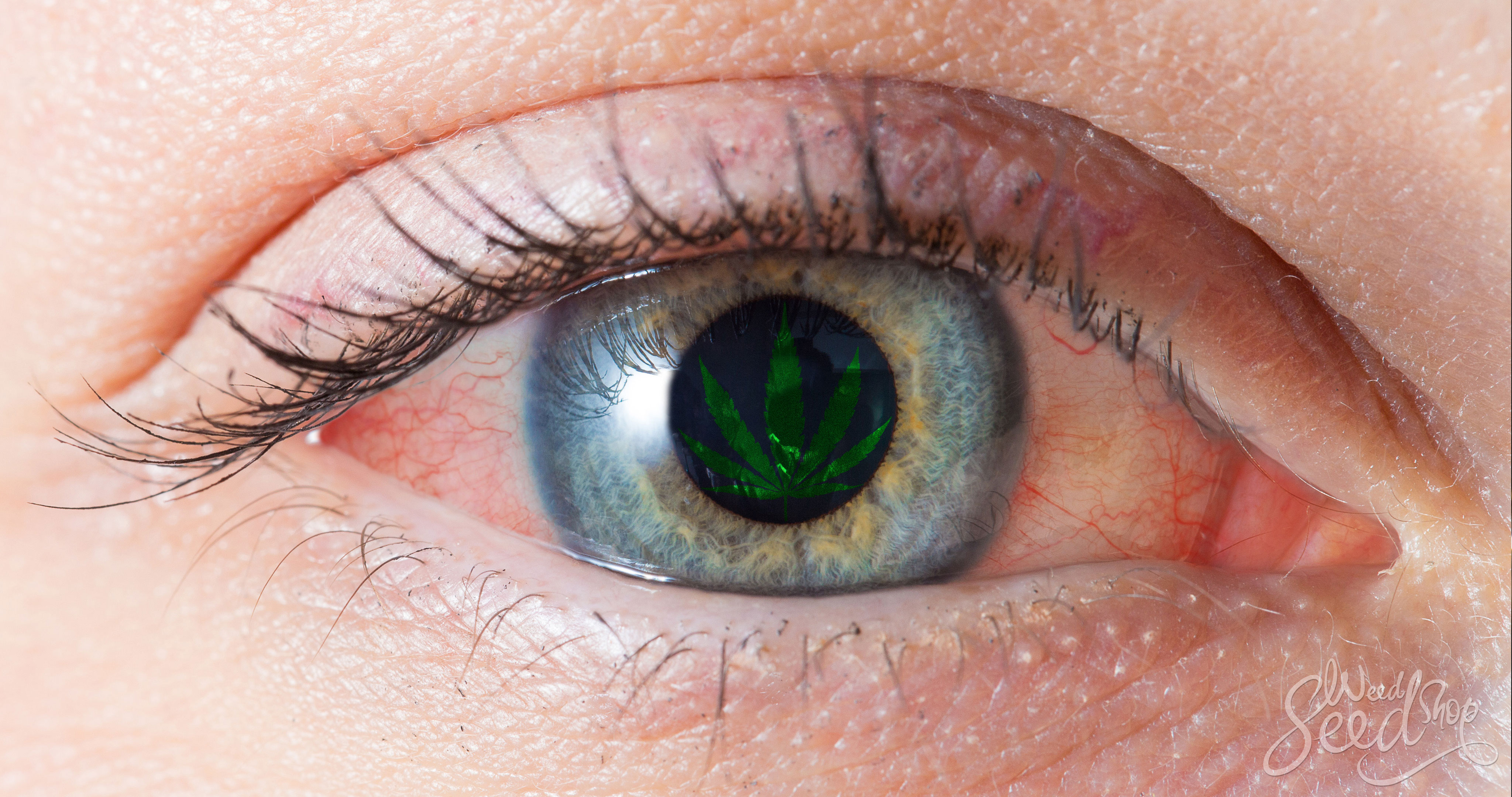 Warum L sst Weed Deine Augen Err ten WeedSeedShop