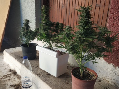 Leer la reseña de esta foto